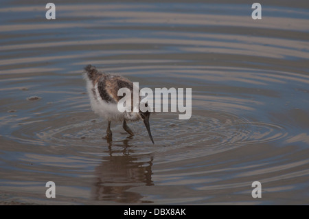 Avocette d’Amérique juvénile Banque D'Images