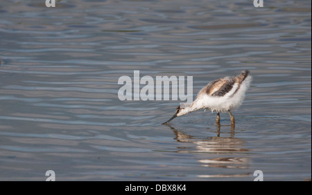 Avocette d’Amérique juvénile Banque D'Images