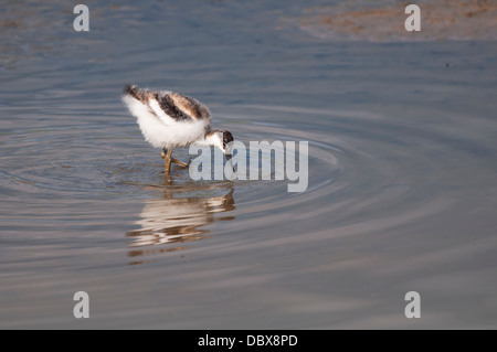 Avocette d’Amérique juvénile Banque D'Images