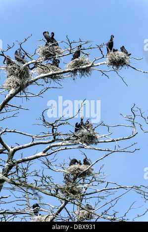 Colonie de cormorans sur le split de Courlande , la Lituanie, Europe Banque D'Images