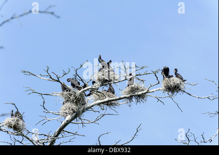 Colonie de cormorans sur le split de Courlande , la Lituanie, Europe Banque D'Images