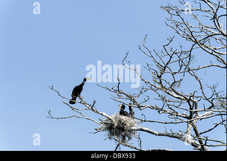 Colonie de cormorans sur le split de Courlande , la Lituanie, Europe Banque D'Images