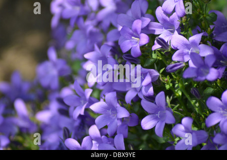 Domaine de fleurs mauve bell (campanula) Banque D'Images