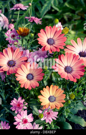Osteospermum 'Serenity Rose Magic' avec 'Madeira Argyranthemum Crested Pink' Banque D'Images