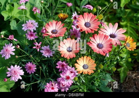 Osteospermum 'Serenity Rose Magic' avec 'Madeira Argyranthemum Crested Pink' Banque D'Images