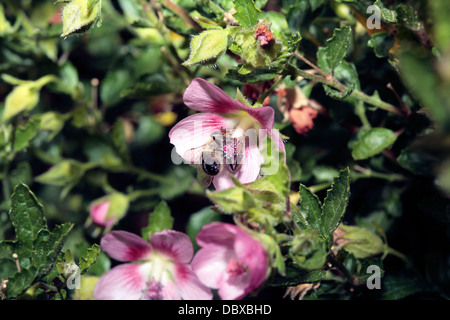 - L'abeille Apis mellifera- la collecte du pollen de fleur mauve Africaine/ - Anisodontea scabrosa- famille des Malvacées Banque D'Images