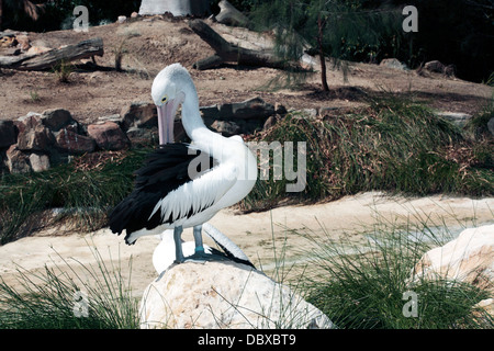 Australian/Australasian Pelican Pelecanus conspicillatus - toilettage -Famille Pelecanidae Banque D'Images