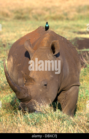 KENYA Le rhinocéros blanc au dos STARLING DES PLAINES Banque D'Images