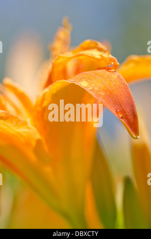 Hemerocallis fulva Kwanso Flore de Plena fleur orange vif en pleine gloire sur summers day Banque D'Images