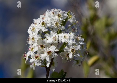 'Bradford' Poirier (Pyrus calleryana) fleurit au printemps Banque D'Images