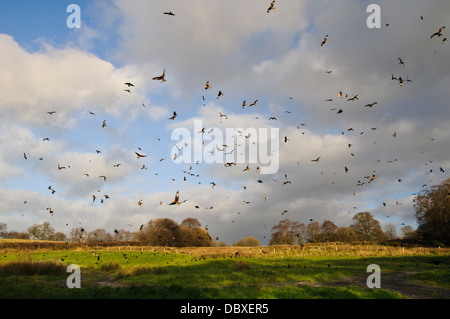 Des centaines de cerfs-volants (Milvus milvus) transit par l'air au-dessus de la station d'alimentation des milans royaux de Gigrin Farm, à tulle, Powys, Pays de Galles. Banque D'Images