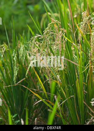 Libre de plants de riz dans les rizières en terrasses de Jatiluwih dans l'île de Bali, Indonésie Banque D'Images