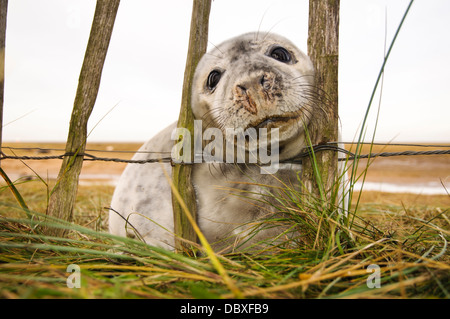 Un bébé phoque gris (Halichoerus grypus) piquer sa tête dans le syndicat clôture à Donna Nook, Lincolnshire. Décembre. Banque D'Images