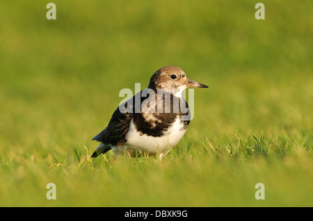 Un adulte à collier (Arenaria interpres) en plumage d'hiver, de recherche de nourriture sur une pelouse à Hunstanton, Norfolk. Décembre. Banque D'Images