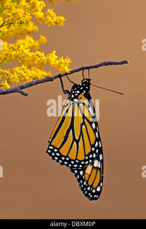 Papillon monarque Banque D'Images