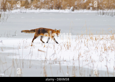 Un adulte red fox (Vulpes vulpes) de marcher à travers la prairie couverte de neige près de l'échassier congelé à gratter NR Glosas Emilianenses Banque D'Images