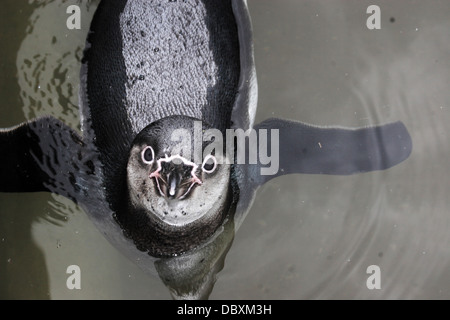 Penguin posant pour l'appareil photo Banque D'Images