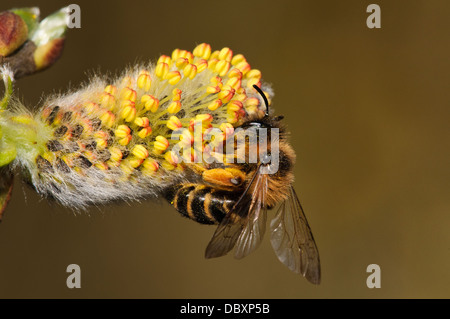 Un adulte de l'exploitation minière à pattes jaunes (Andrena flavipes) de l'abeille se nourrit de la fleur d'une chèvre saule (Salix caprea) Banque D'Images