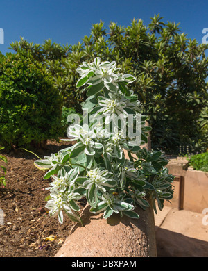 Euphorbia marginata, snow-sur-la-montagne, les jardins du Generalife, Granada, Espagne. Banque D'Images