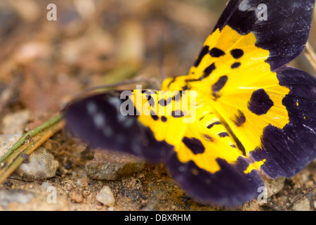 Papillon jaune Banque D'Images