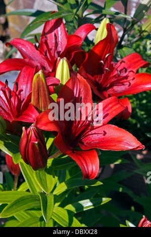 LILIUM BLACKOUT . LILY. Banque D'Images