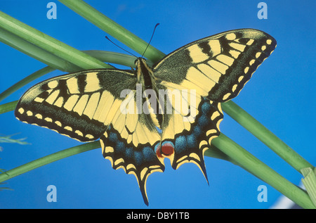 L'hirondelle est la plus grand papillon d'origine, et aussi l'un de c'est plus rare. Papilio machaon. Banque D'Images