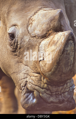 Plus grand et le plus grand nombre de rhinocéros, le rhinocéros blanc l'hippopotame rivaux comme le plus gros animal terrestre après l'éléphant. Banque D'Images