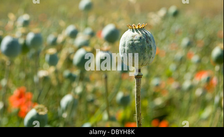 Libre tourné avec poppyhead dans le champ de coquelicots. Banque D'Images