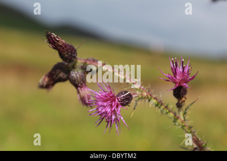 Floraison de chardons dans les Highlands écossais Banque D'Images