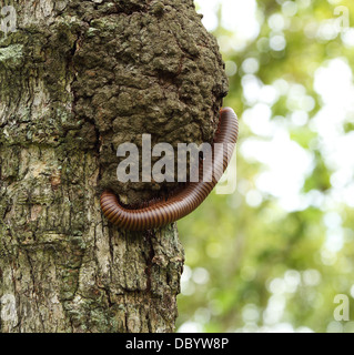 Mille-pattes grimper un arbre Banque D'Images