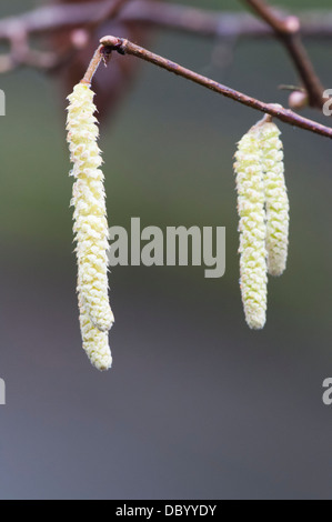 Des chatons [Hazel Corylus avellana] Banque D'Images