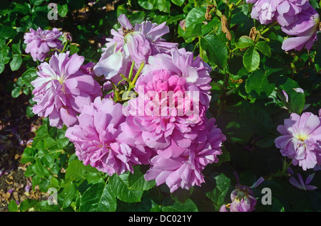 Rosa 'Princess Ann' Banque D'Images