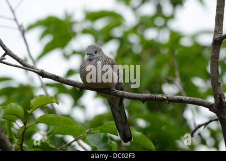 Belle Zebra Dove (Geopelia striata) sur l'arbre Banque D'Images