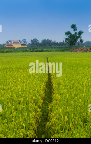 Les champs de riz à l'extérieur du village de Kim Bong près de Hoi An, Vietnam, Asie. Banque D'Images