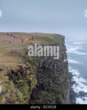 Guillemot collecte des Œufs sur les falaises, Ingolfshofdi, Islande. Banque D'Images