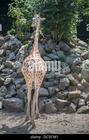 Un comité permanent de l'backsite Girafe au zoo Banque D'Images