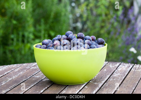 Prunus domestica. Les prunes quetsche récoltés dans un bol vert. Banque D'Images