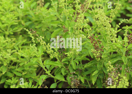 Le basilic sacré vert avec des fleurs et des graines, herbes et épices Thaï Banque D'Images