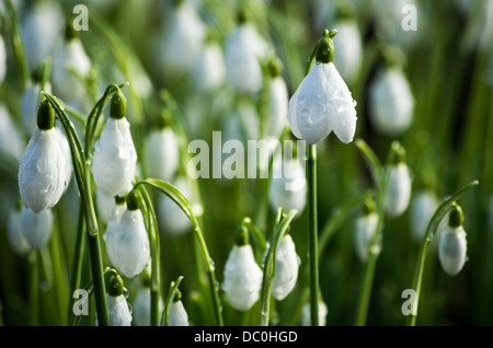 Un gros plan d'un tas de perce-neige dans la lumière du matin couvert de rosée matinale soleil de printemps. Banque D'Images