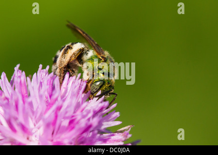 Halictid - abeille superbe Augochlorella sp Banque D'Images