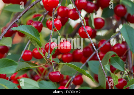 Frais et juteux, cerises biologiques. Banque D'Images