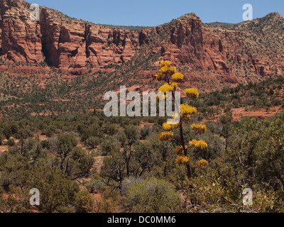 La floraison Century Plant (a/k/a Agave americana) et de beaux paysages de roches rouges de Sedona, Arizona, United States, Amérique Latine Banque D'Images