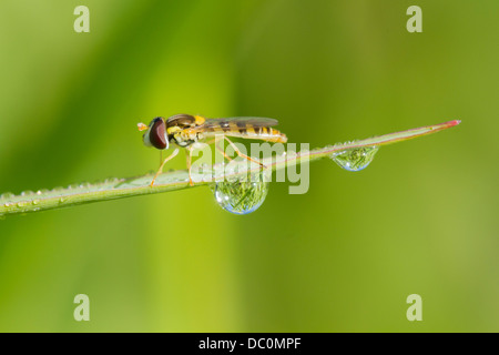 Hoverfly en rosée sur fond vert Banque D'Images