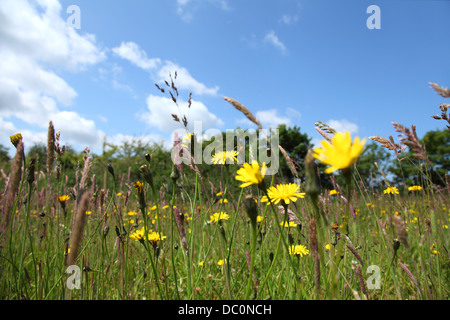 Pissenlits jaunes et herbes sauvages de prairie sous un ciel bleu vif, capturant la campagne estivale, la beauté naturelle et le paysage rural dynamique en fleurs. Banque D'Images