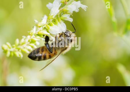 Abeille à miel (Apis mellifera) la collecte de nectar. Banque D'Images