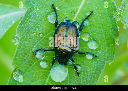 Scarabée japonais (Popillia japonica) après la pluie Banque D'Images