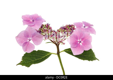 Hortensia Lacecap fleur et feuilles isolées contre white Banque D'Images