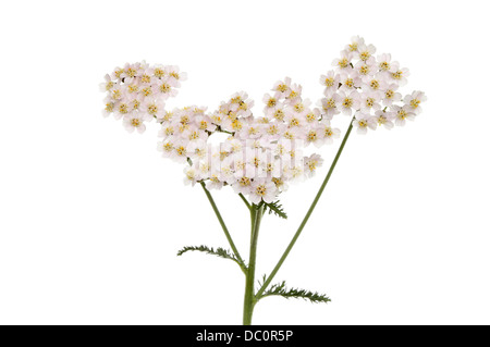 Achillée millefeuille, Achillea millefolium, fleurs et feuillages isolés contre white Banque D'Images