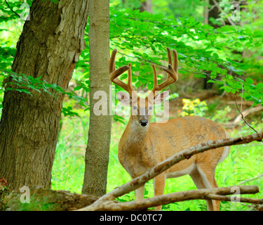 Buck en velours de cerf debout dans les bois. Banque D'Images