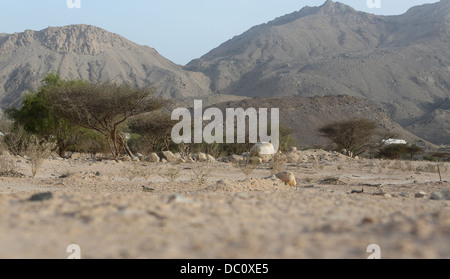 Une vue sur le paysage montagneux de la Al Hajar Mountains dans la péninsule de Musandam Oman vu de près de terre. Banque D'Images